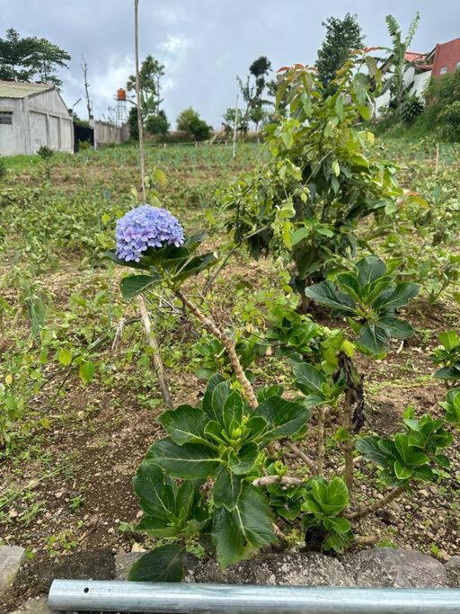 Jason Farm Villa Pacet  Bagian luar foto